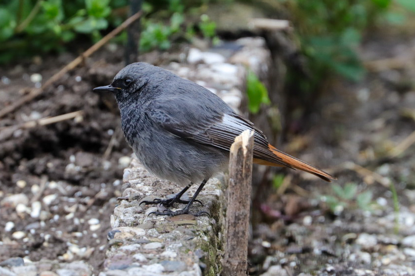 Hausrotschwanz Männchen