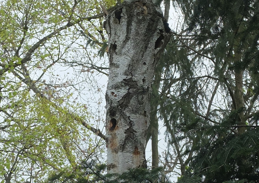 Ganzer Specht verschwindet