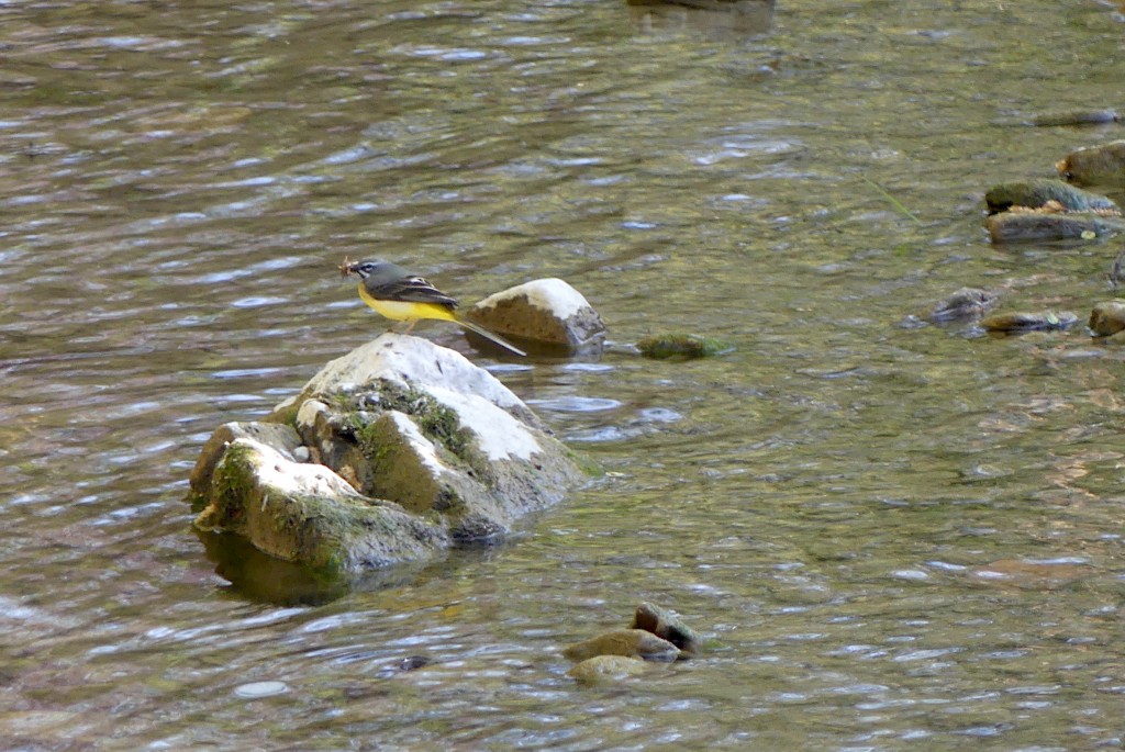 Gebirgsstelze (auch Bergstelze) auf Futtersuche im Bach 10 Meter von unserer Haustüre entfernt.