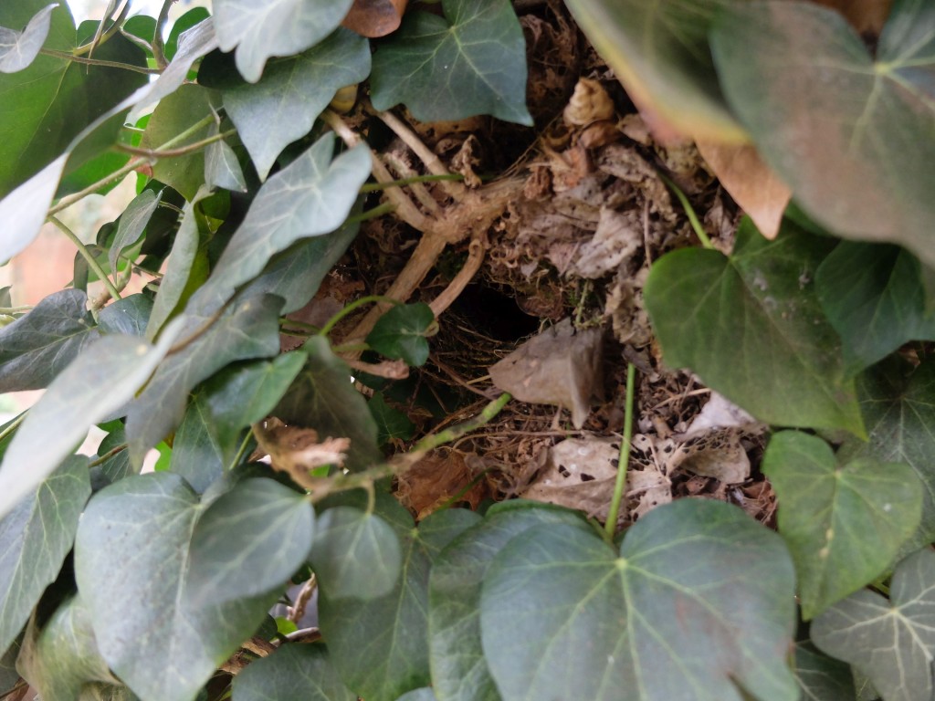 Eingang Nest