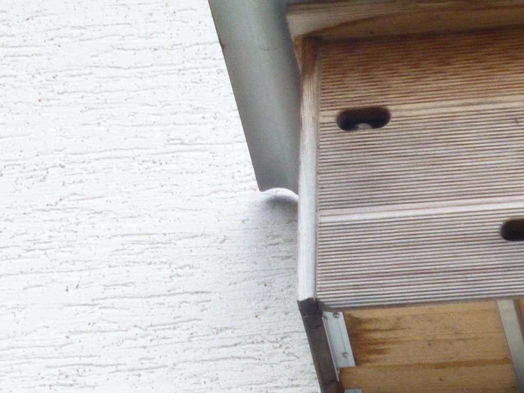 Mauersegler in Warteposition