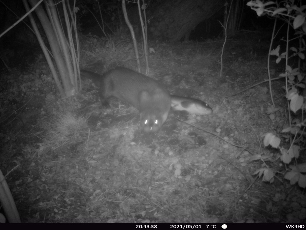 Otter mit Fisch