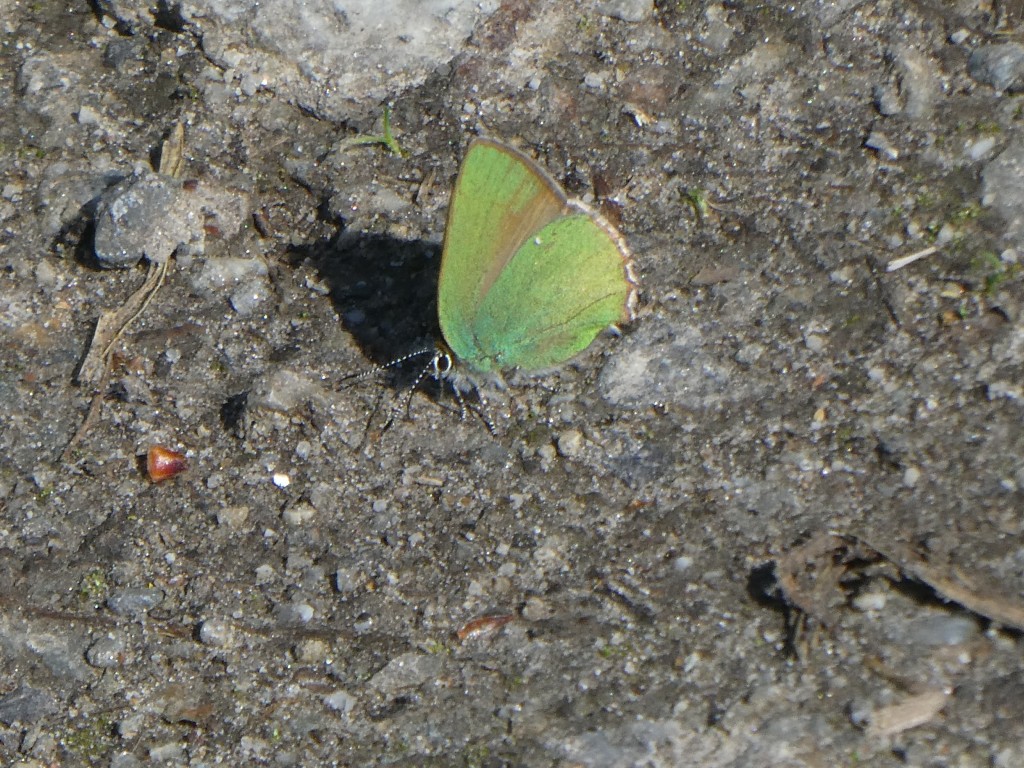 Grüne Zipfelfalter (Callophrys rubi)