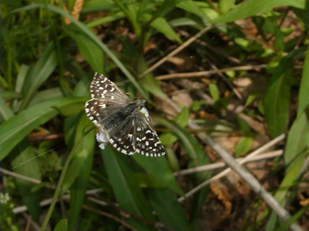 Steppenheiden-Würfel-Dickkopffalter (Pyrgus carthami)