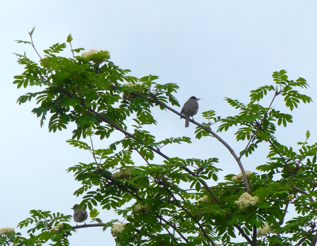 Mönchsgrasmückenpaar, 1,5 Meter neben Nest im Fliederbusch 13.05.2021, 9.27 h.