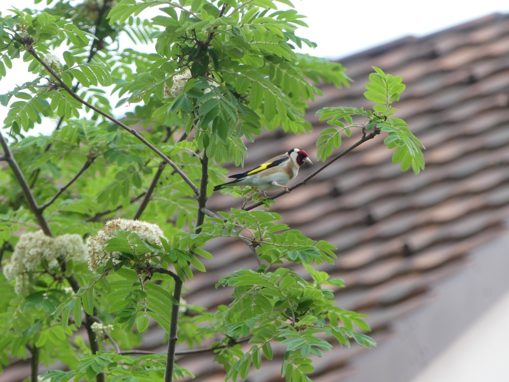 Sieglitz, 1.5 Meter neben Nest im Fliederbusch, 13.05.2021, 9.29 h.