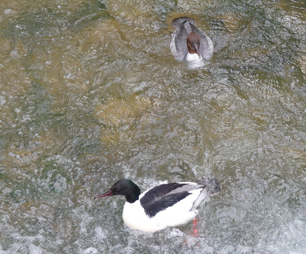 Gänsesäger haben ihren Namen vom langen, schmalen gezähnten Schnabel