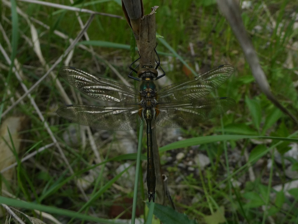 Falkenlibelle