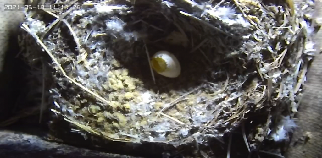 Spatz, oder Mauersegler selber? Marder oder Ähnliches schließe ich aus. Das Ei wird im Nest aber trotzdem noch bebrütet.
