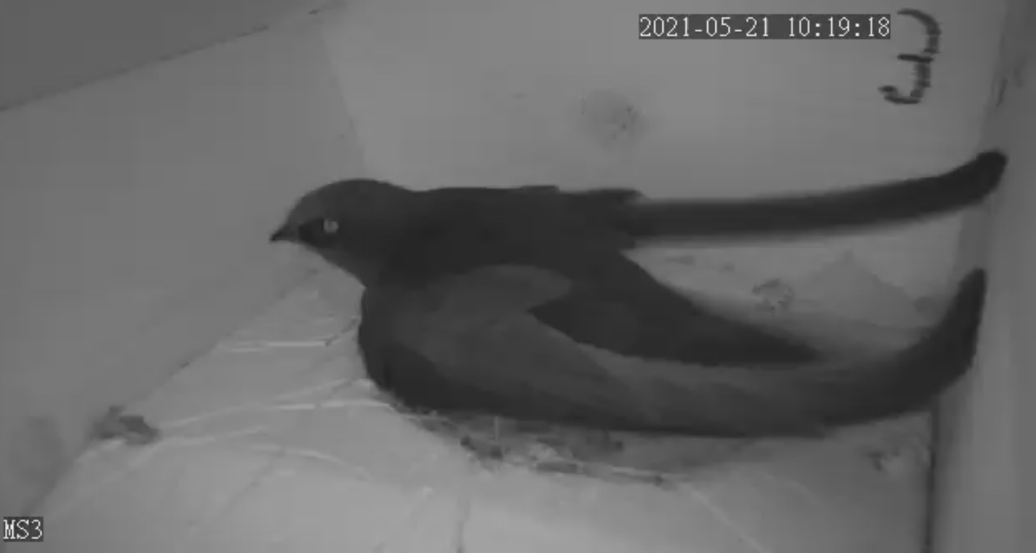 Rückkehrer VP