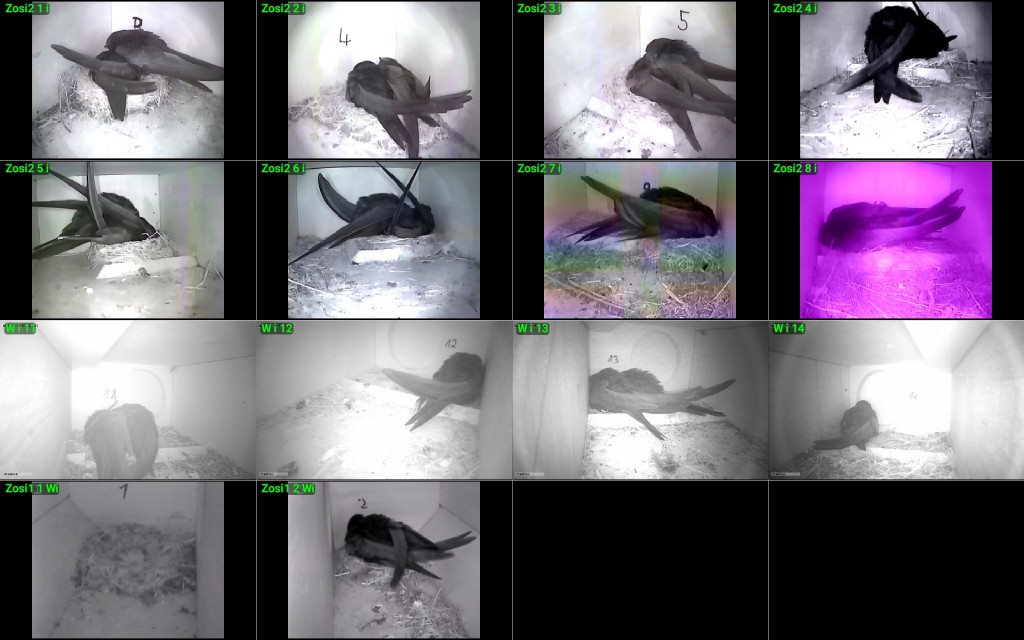 Wischhafen 21.05.2021