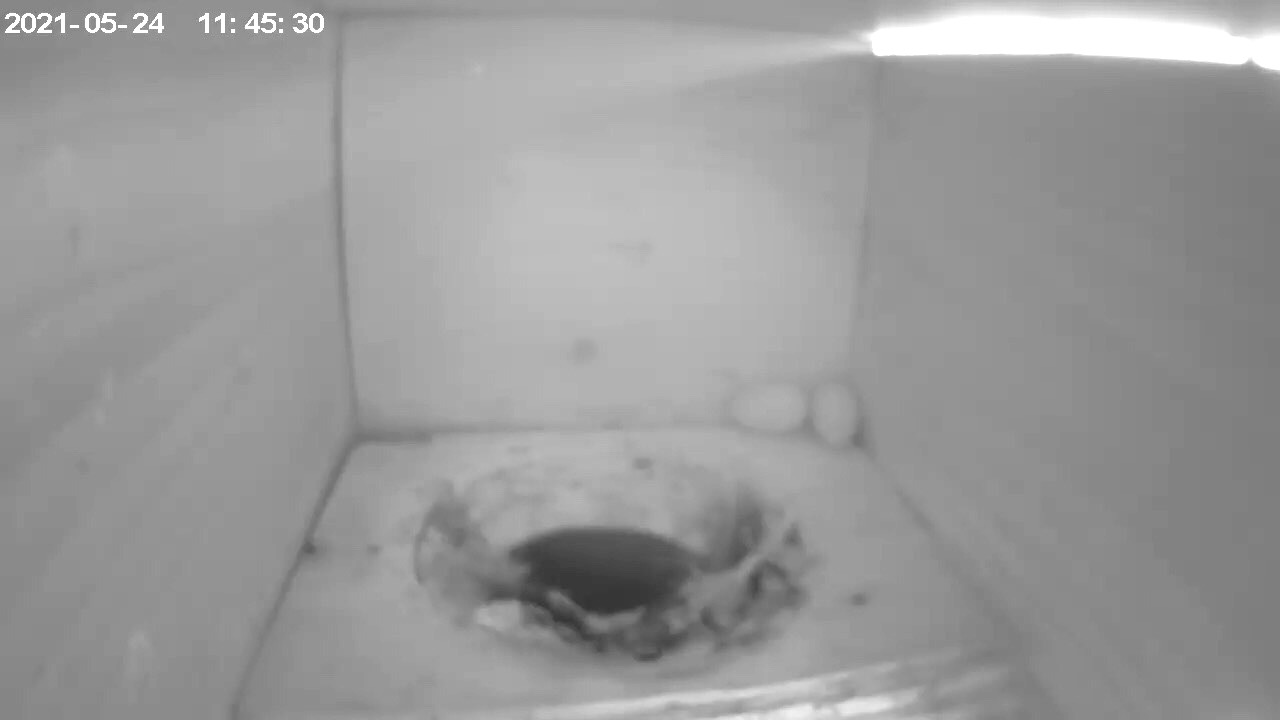 Beide Eier raus IMG_3182.jpg