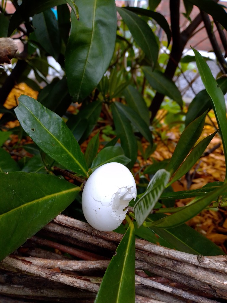 weiss, 4cm unterhalb des Nestes