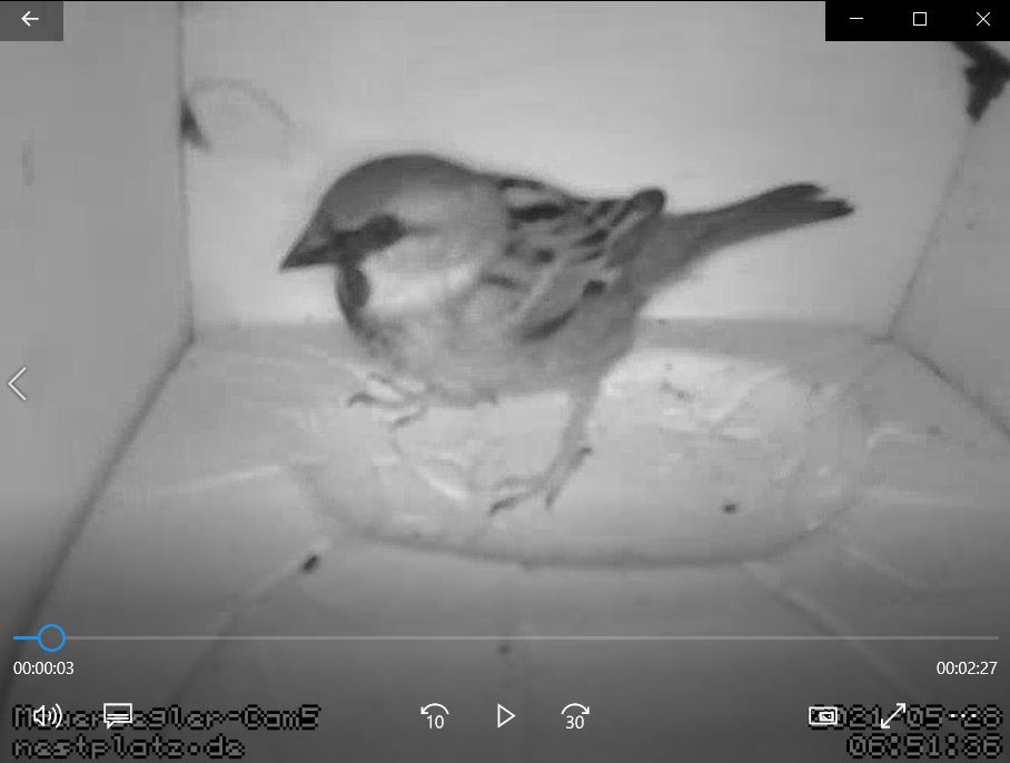 Spatz.JPG