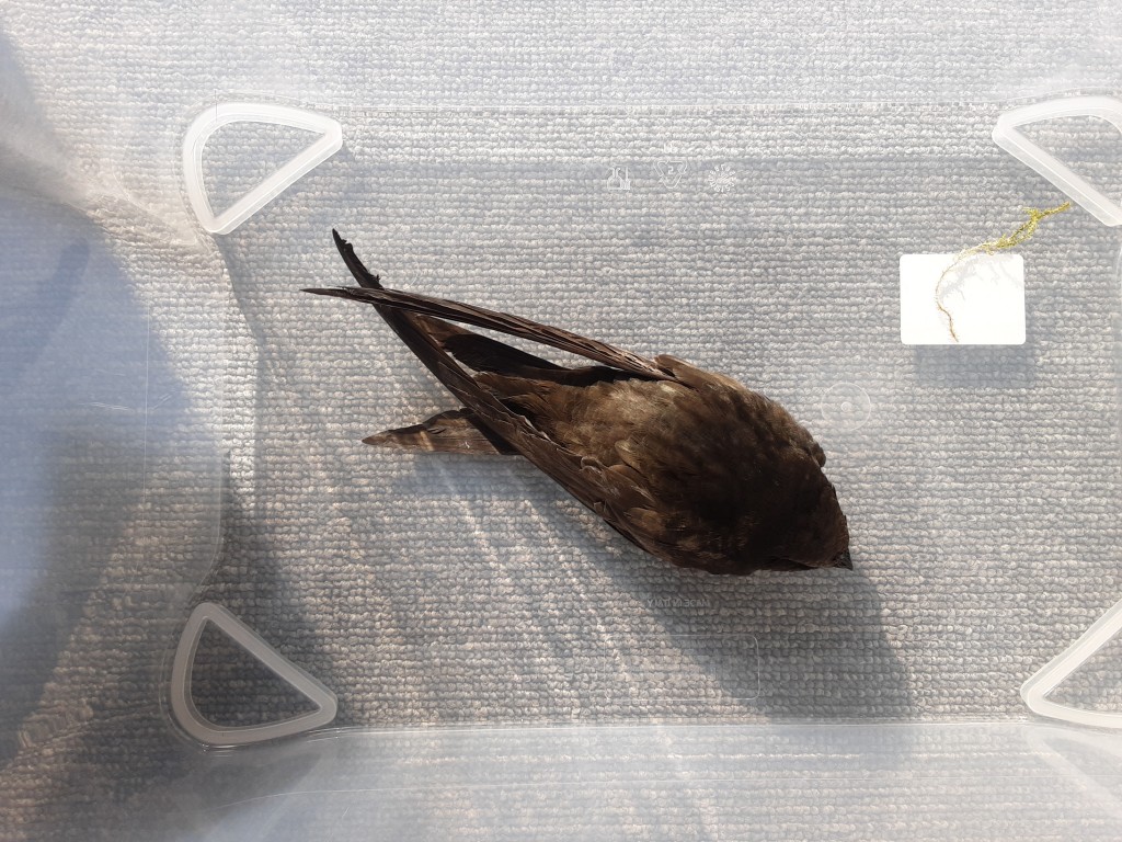 Segler aus Dohlenkasten