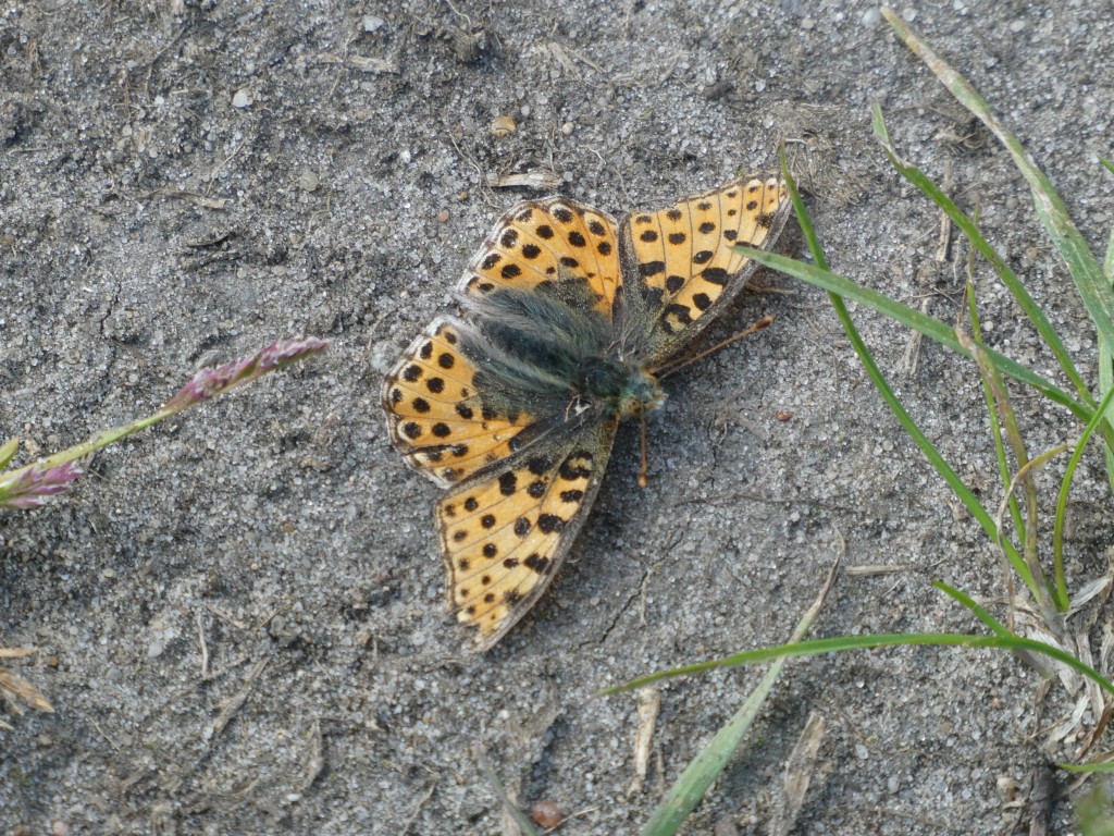 kleiner Perlmuttfalter
