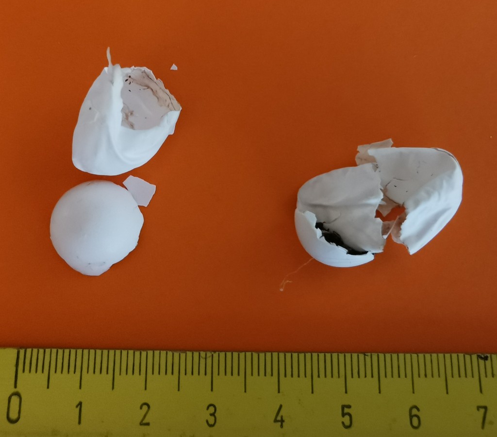 Reste von 2 MS-Eischalen aus K 3. Deutlich zu sehen die Kappen der Schale und die membranartige Eihaut.