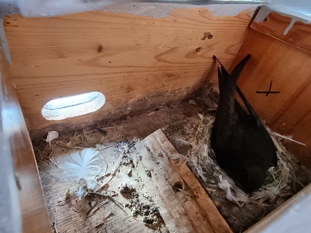 Nachwuchs nun auch bei meinem Paar der ersten Stunde, jetzt im fünften Brutjahr