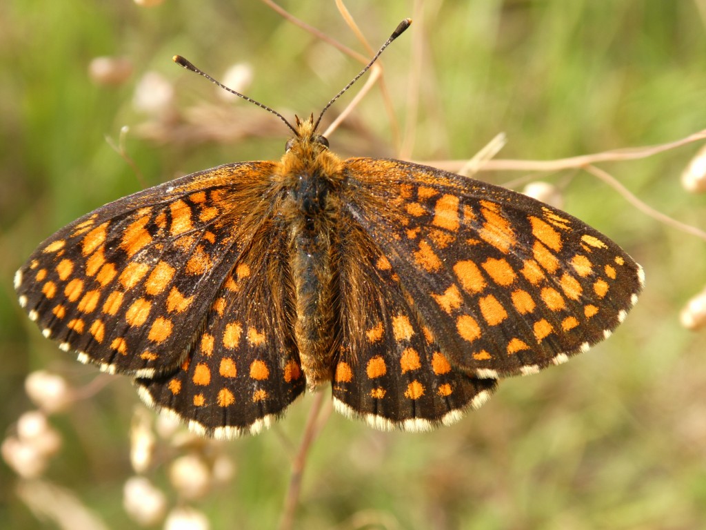 Ehrenpreis-Scheckenfalter (Melitaea aurelia)