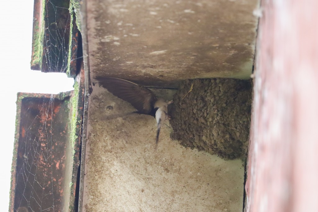 Mehlschwalben Fütterung