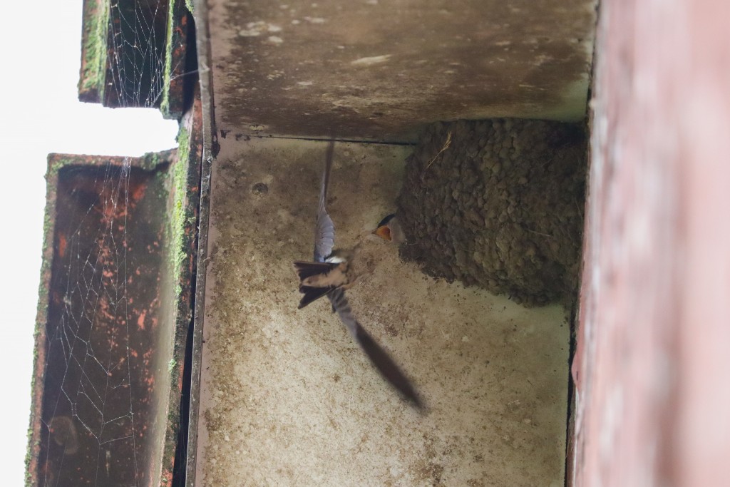 Mehlschwalben Fütterung