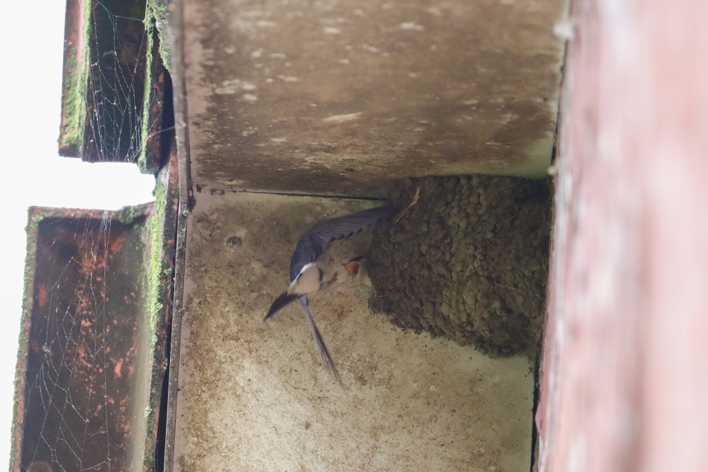 Mehlschwalben Fütterung