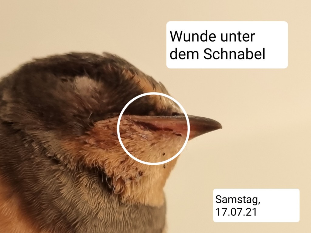 Verletzung.jpg (246.28 KiB) 1794 mal betrachtet Verletzung.jpg