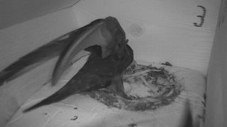 Schönes Nest