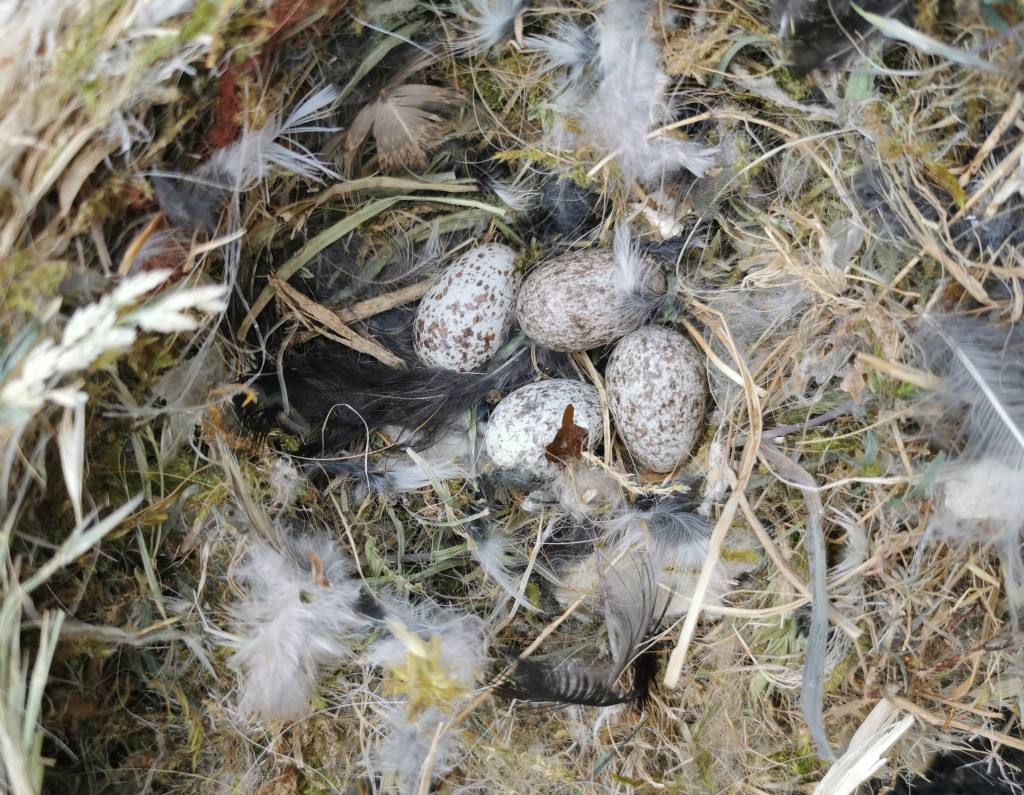 Das aufgelassene Kohlmeisengelege aus dem linken Kasten.