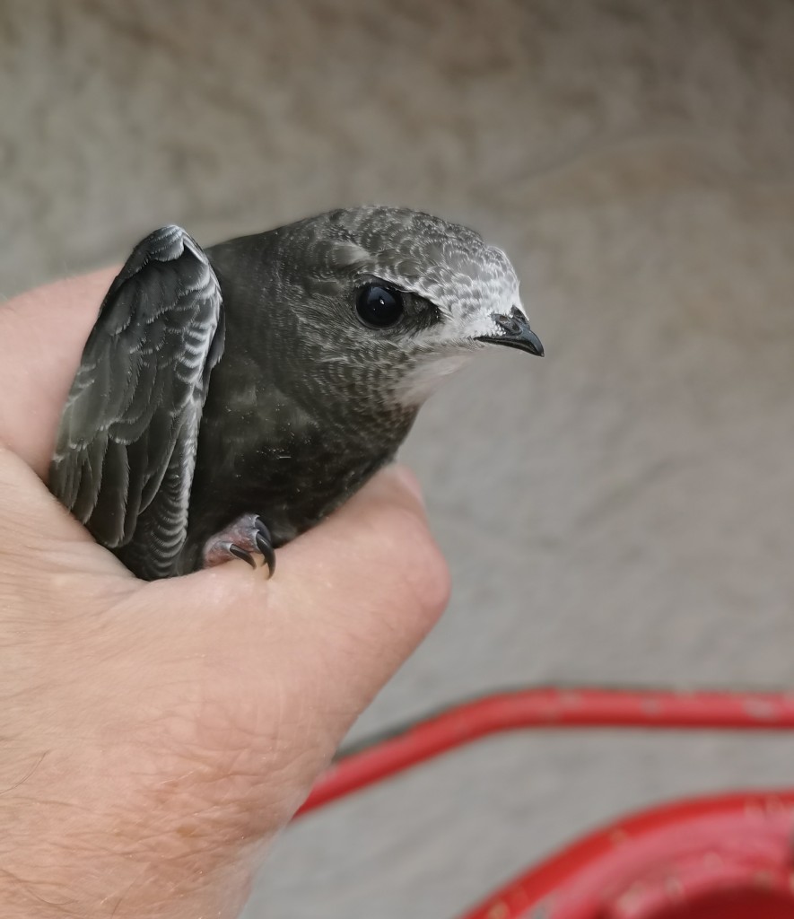 Neugierig sieht sich einer der überraschten Jungvögel um.