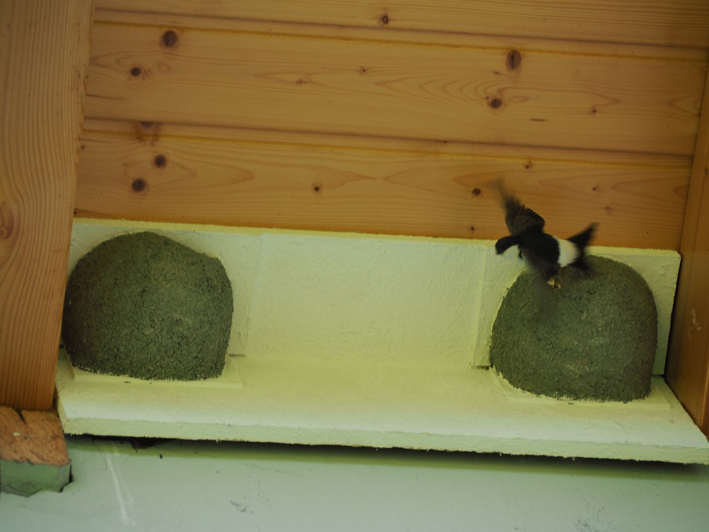 Mehlschwalben 2021 (1).JPG