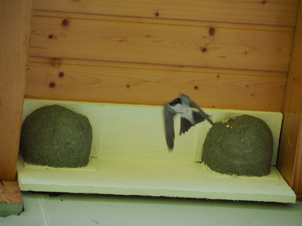 Mehlschwalben 2021 (2).JPG