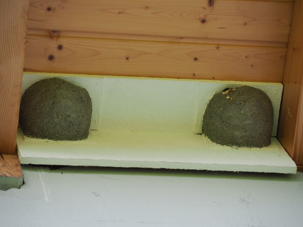 Mehlschwalben 2021 (3).JPG