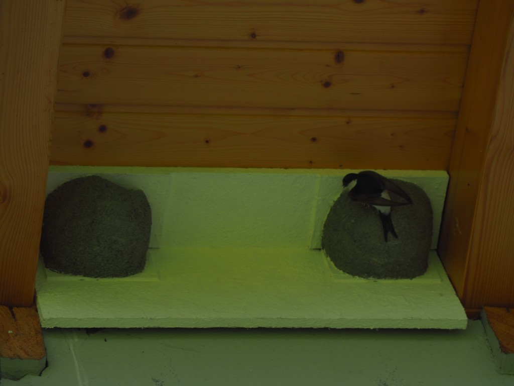 Mehlschwalben 2021 (7).JPG