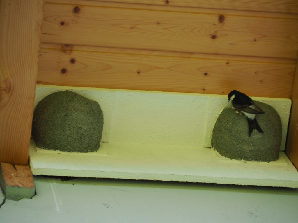 Mehlschwalben 2021 (9).JPG