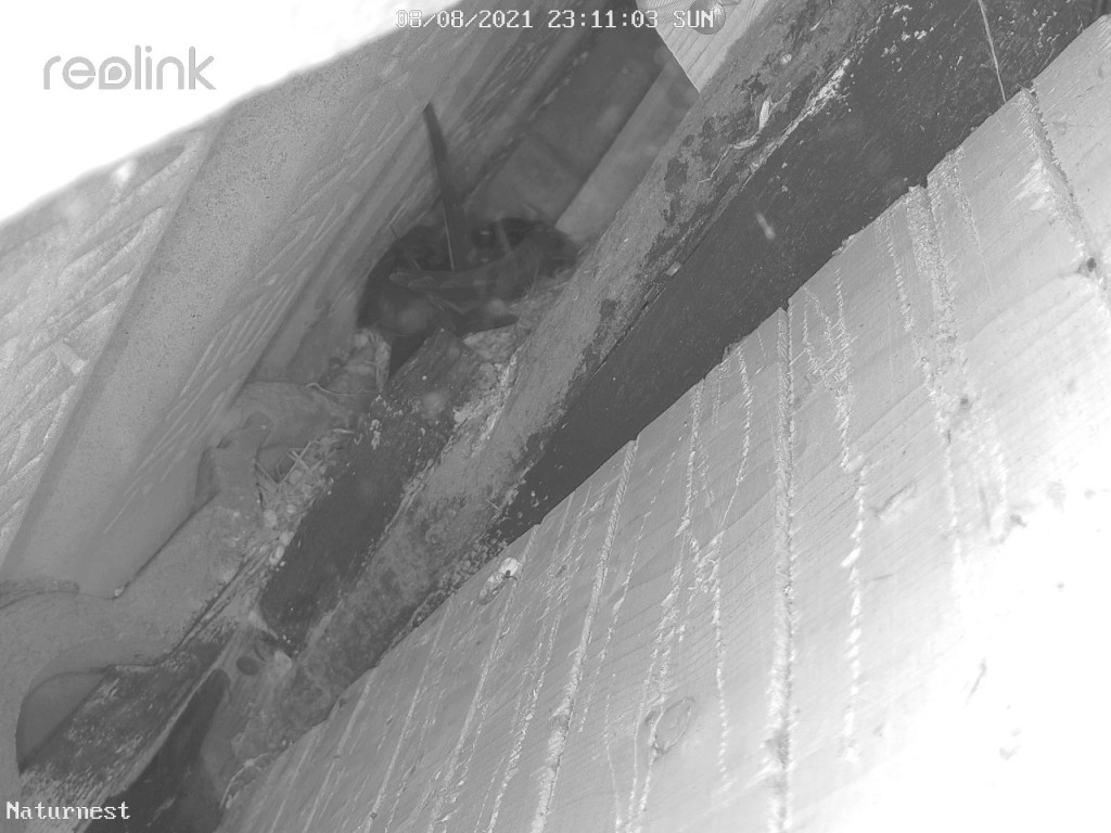 Naturnest-ch1 8.8.2021, 23-11-01.jpg