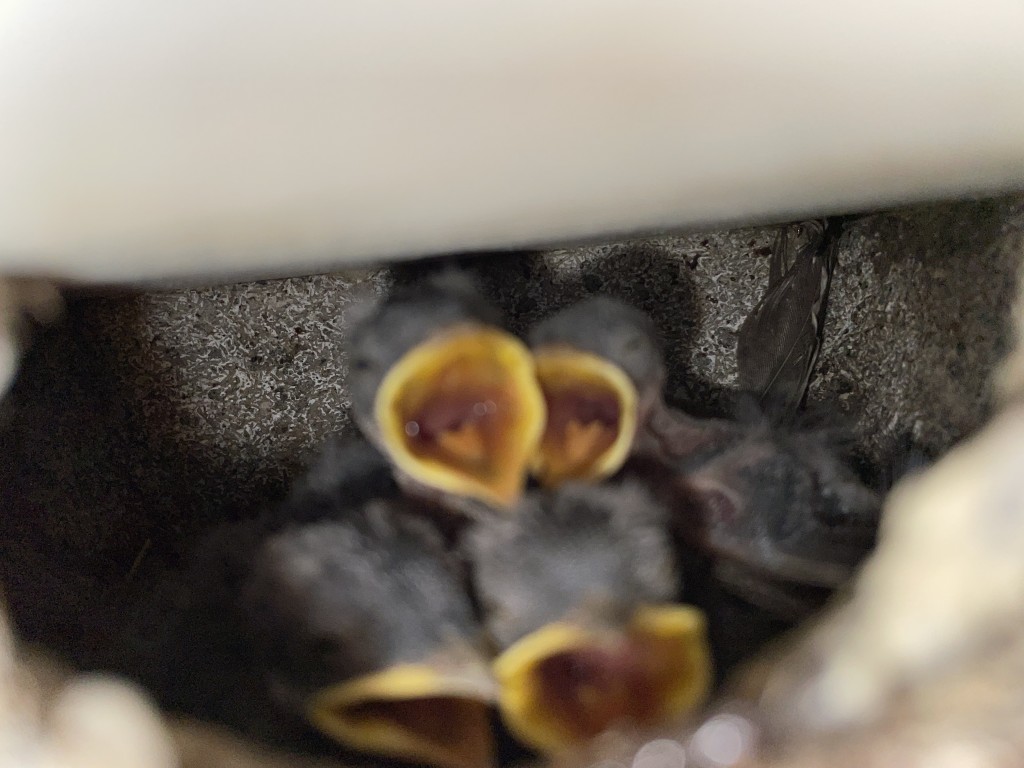 Vier Juv. Zweite Brut , Paar Nr.1