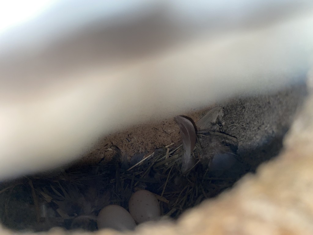 mind. zwei Eier erkennbar