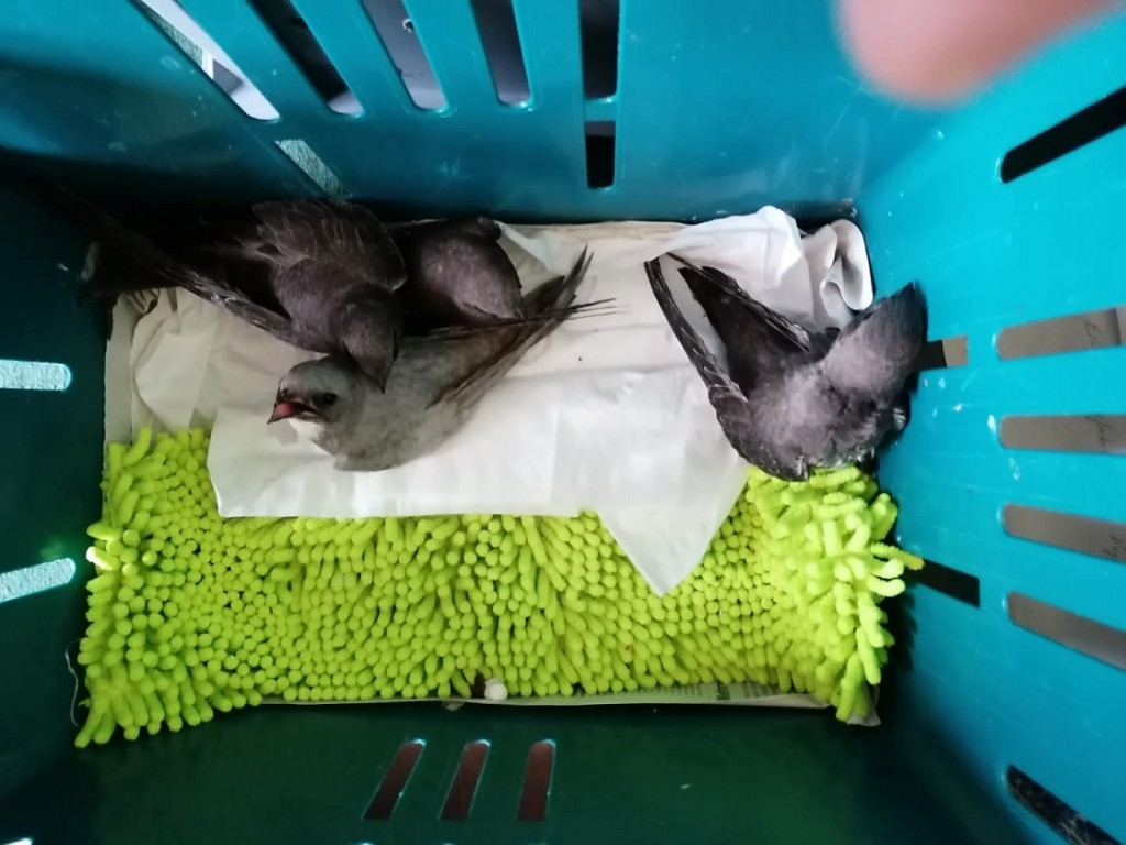 Alpensegler in d. box.jpg