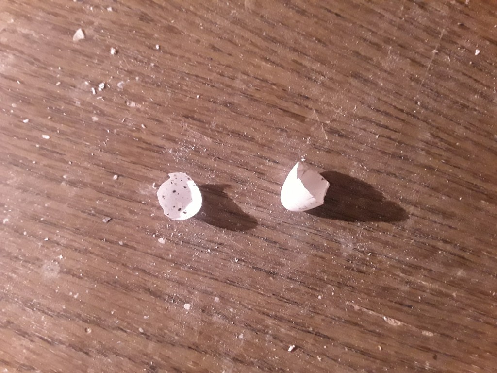 Eierschale Mehlschwalbe 23.08.2021