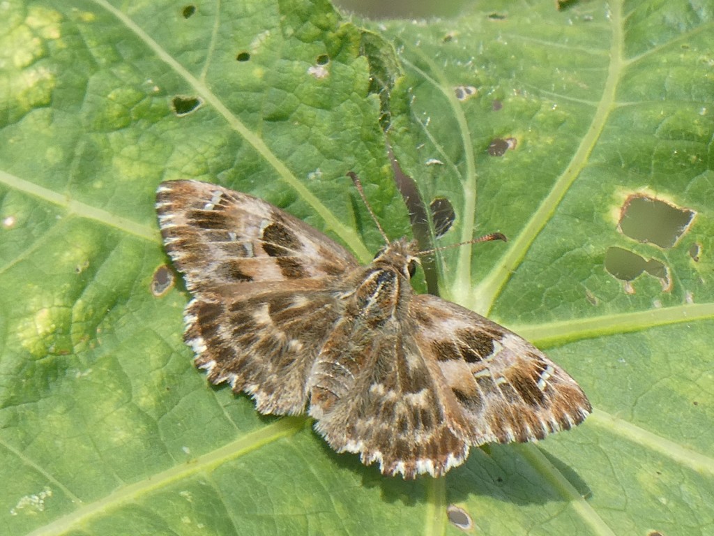 Malven-Dickkopffalter (Carcharodus alceae)