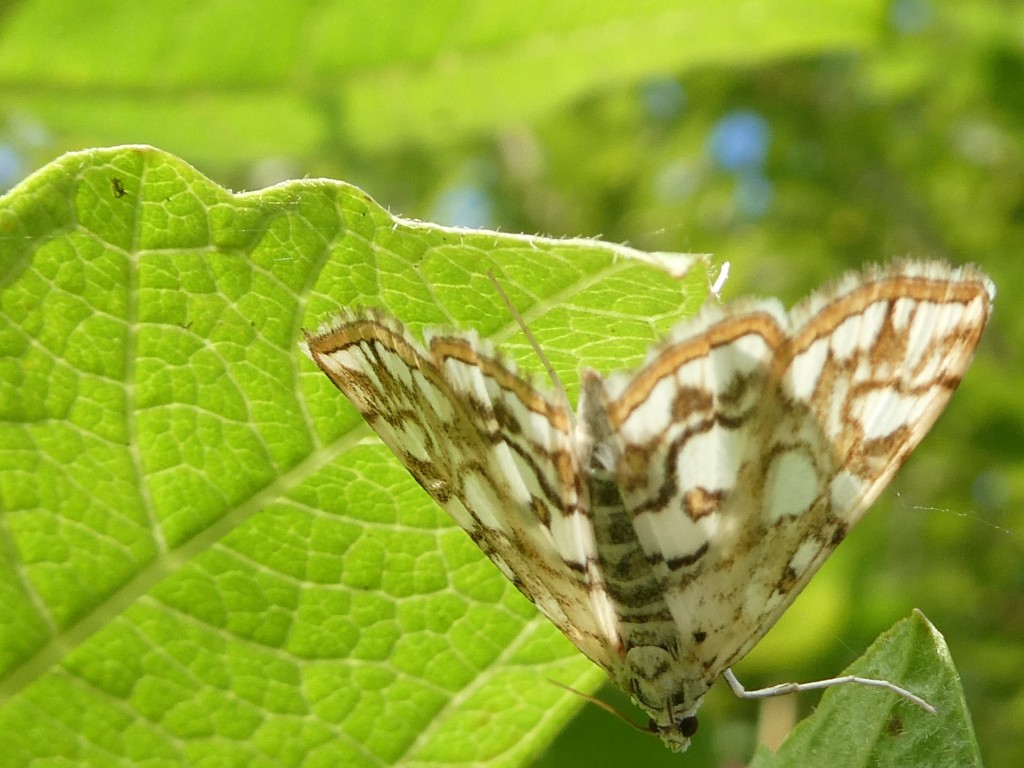 Seerosenzünsler (Elophila nymphaeata) .