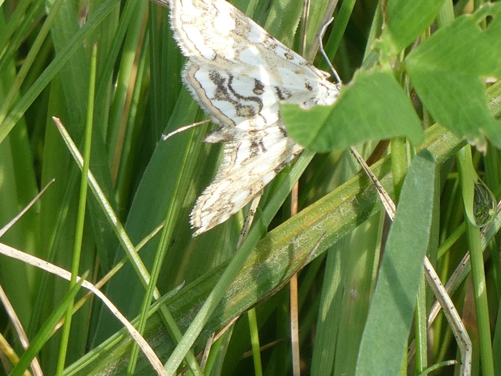 Seerosenzünsler (Elophila nymphaeata) .