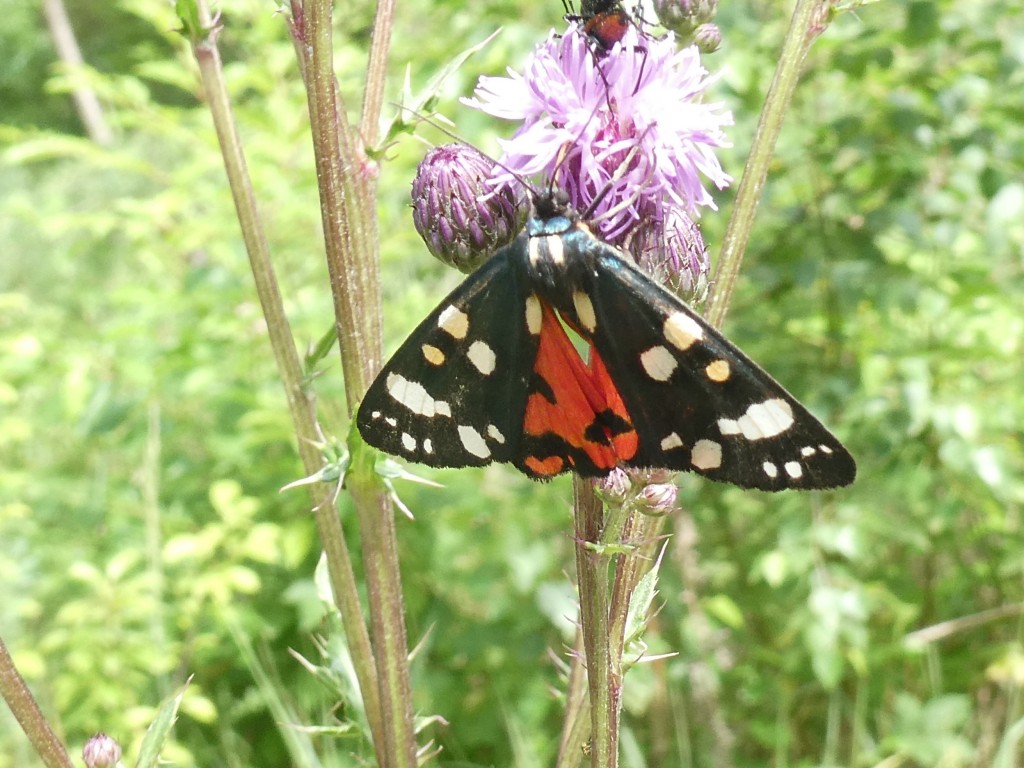 2.JPG (324.69 KiB) 2029 mal betrachtet Schönbär (Callimorpha dominula)