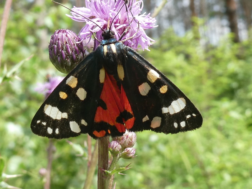 1.JPG (308.32 KiB) 2029 mal betrachtet Schönbär (Callimorpha dominula)