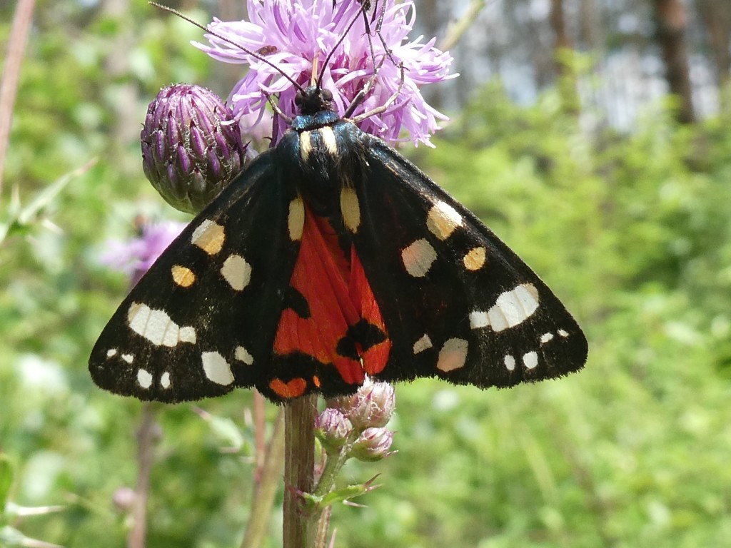 Schönbär (Callimorpha dominula)