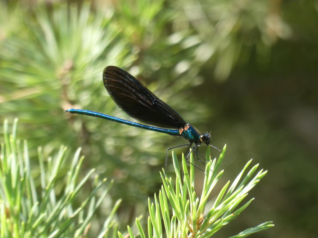 Blauflügel-Prachtlibelle (Calopteryx virgo)