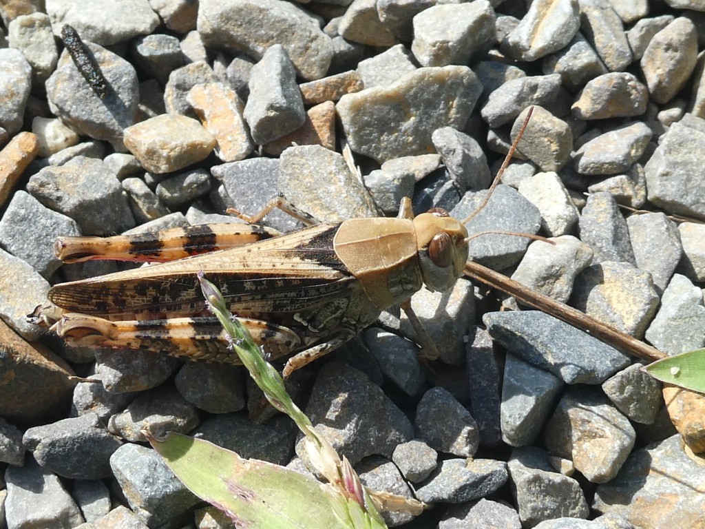 Italienische Schönschrecke (Calliptamus italicus)