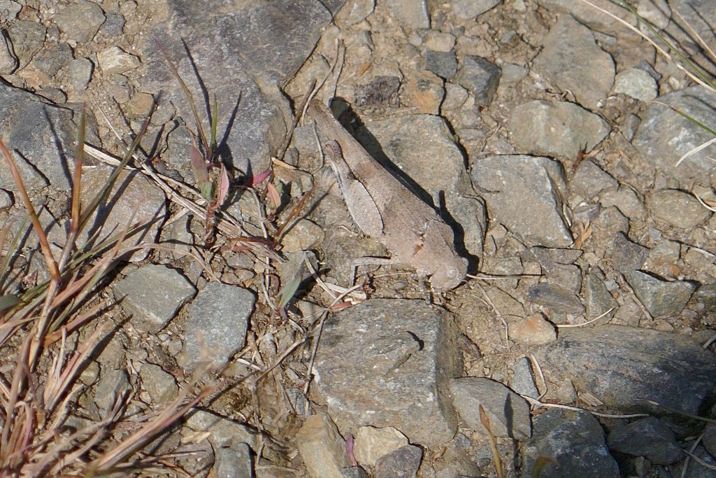 Blauflügelige Ödlandschrecke (Oedipoda caerulescens)
