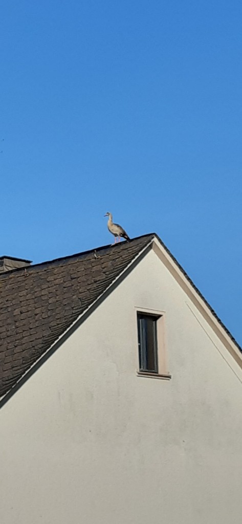 Nilgans am Nachbarhaus